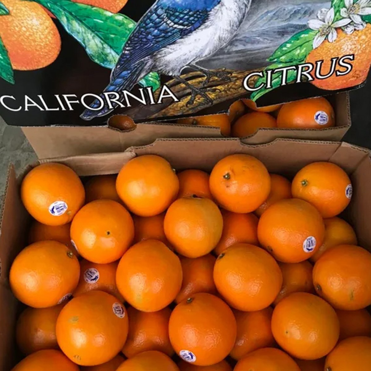 加州蓝鸟橙子（中号） - 10颗  周三到货