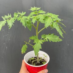 【预售价8.5折】绿宝石番茄苗-1棵  预计5月下到货