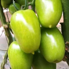 【预售价8.5折】绿宝石番茄苗-1棵  预计5月下到货