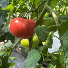 水果西红柿苗-1棵  预计5月下到货