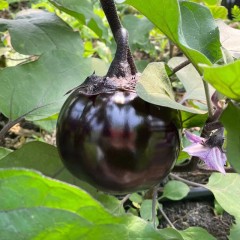 【预售价8.5折】紫圆茄子苗-1棵 预计5月下到货