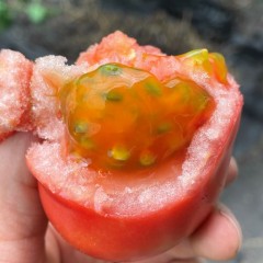 【悠鲜美地】水果西红柿 - 3磅/包