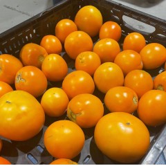 【悠鲜美地】大黄西红柿 - 3磅/包