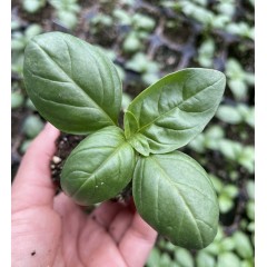 Basil(罗勒)苗-1棵  预计5月中到货