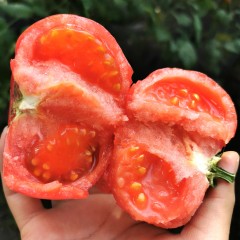【悠鲜美地】水果西红柿 - 3磅/包