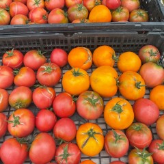 【悠鲜美地】特价水果西红柿 - 4磅 小果或者裂果