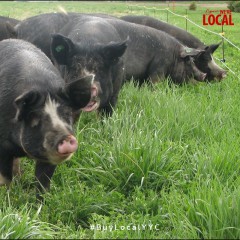 【本地农场】巴克夏走地黑猪肉-特级梅头肉-3.2磅左右
